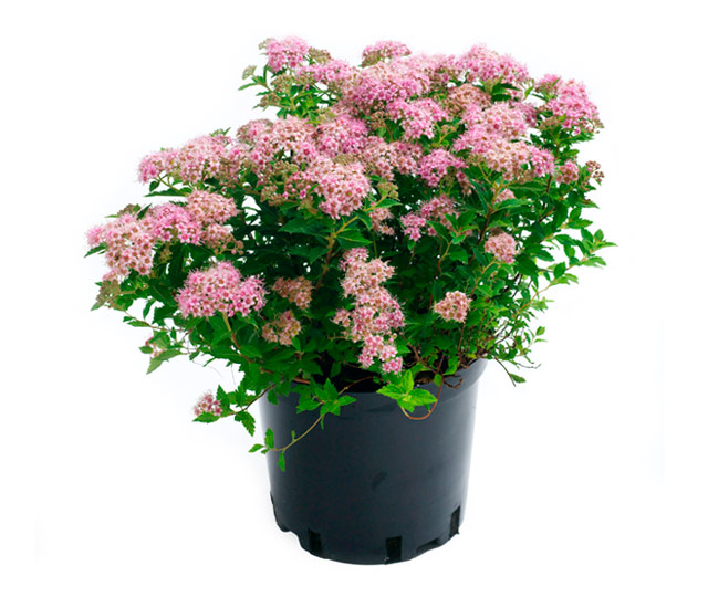 Link to information sheet: Spirea