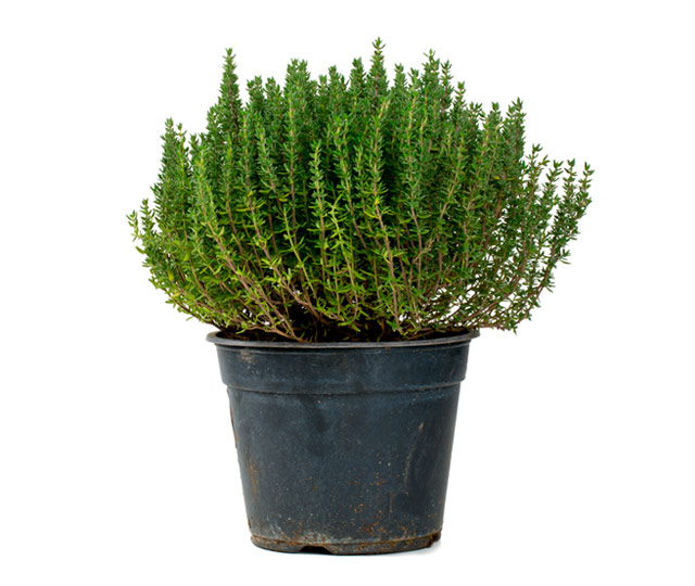 Link to information sheet: Thyme