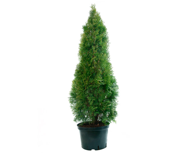 Link to information sheet: Thuya Cedar