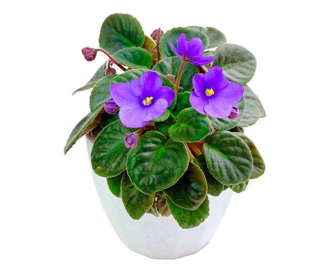 Link to information sheet: African violet