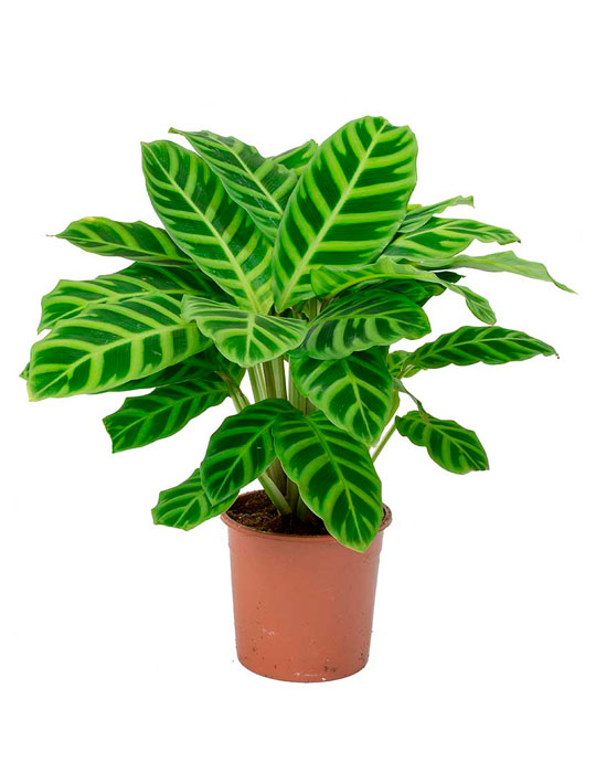 Conseils et astuces d'entretien: calathea