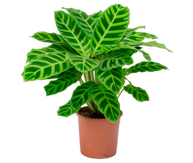 Lien vers fiche informative: plante zébrée ou calathea