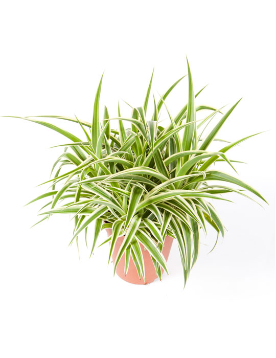 Maintenance tips: Chlorophytum or Spider plant