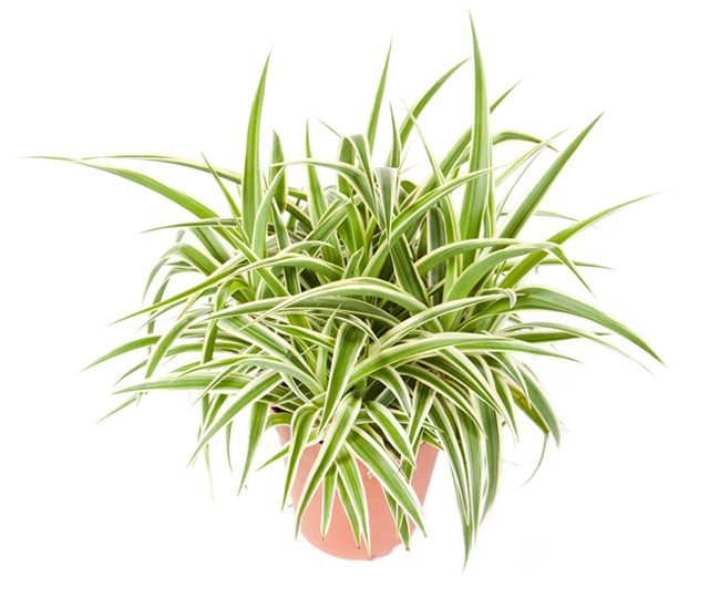 Lien vers fiche informative: Plante araignée ou Chlorophytum