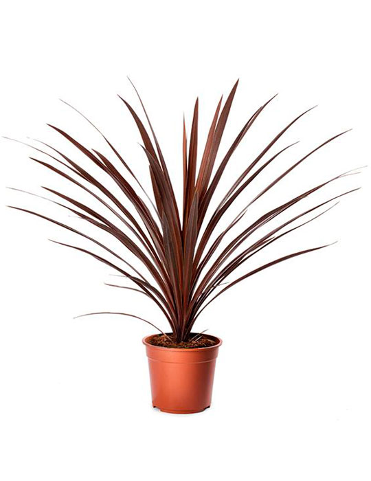 Fiche d'entretien: Cordyline ou Dragonnier