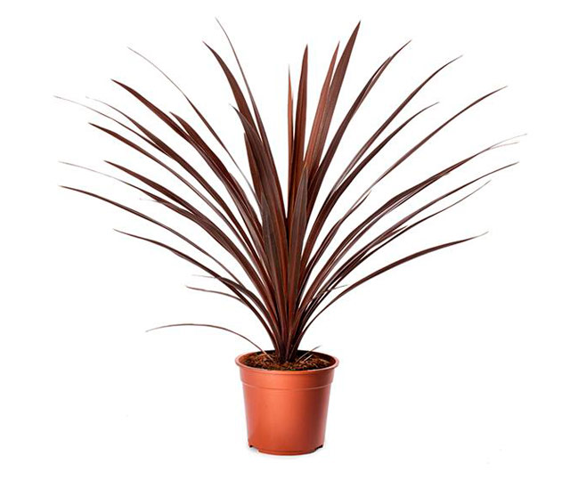 Link to information sheet: Cordyline or Good luck plant