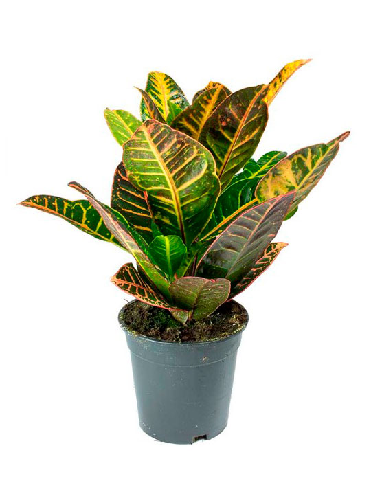 Fiche d'entretien: Croton