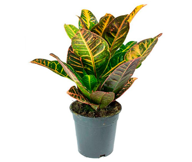 Link to information sheet: Croton