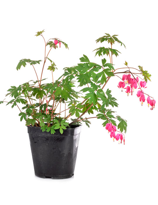 Maintenance tips: Bleeding hearts