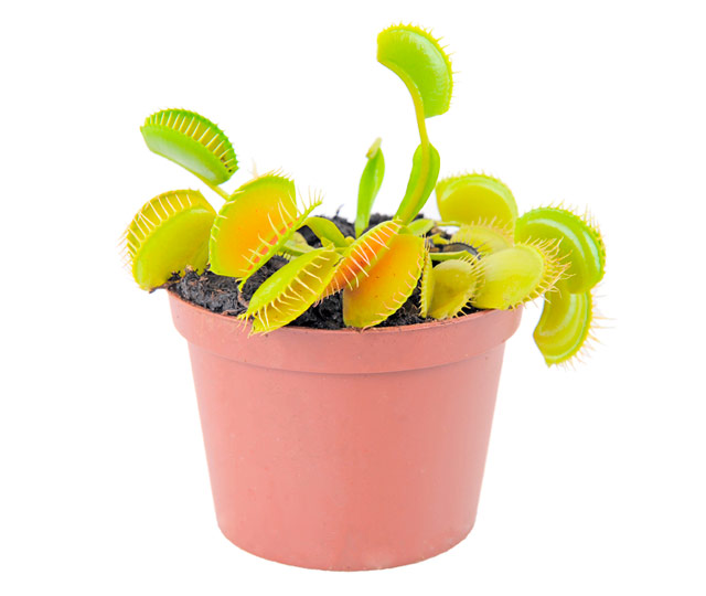 Link to information sheet: Dionaea of Venus Flytrap