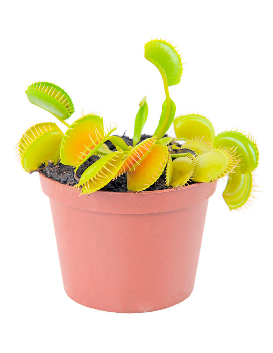 Maintenance tips: Dionaea or Venus flytrap