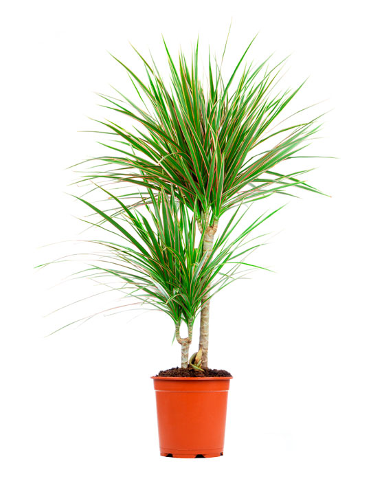 Maintenance tips: Dracaena