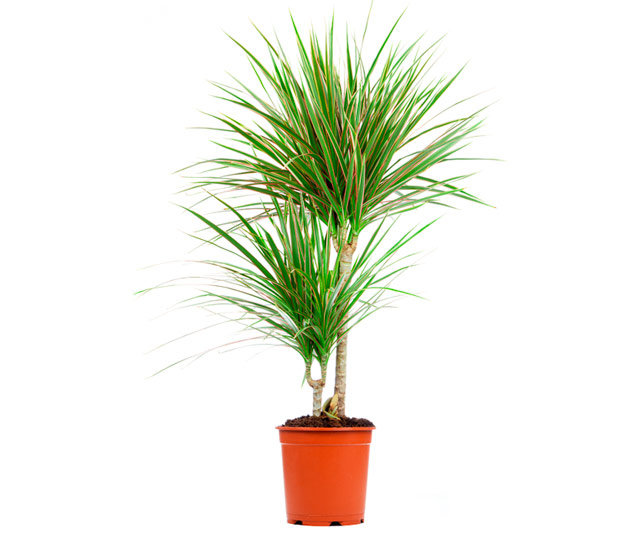 Lien vers fiche informative: Dragonnier ou Dracaena