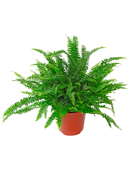 Maintenance tips: Fern