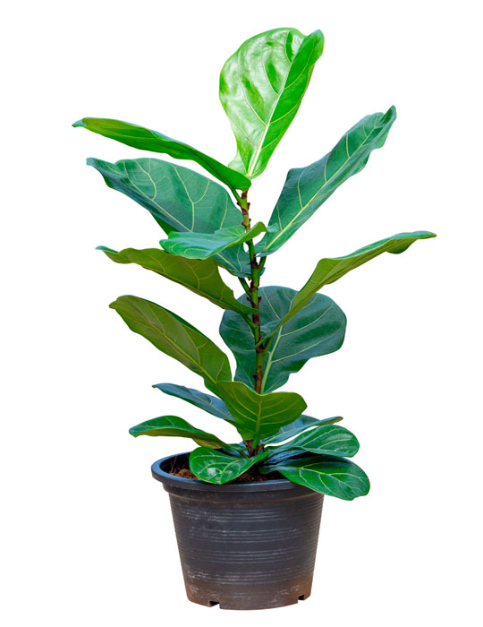 Maintenance tips: Fiddle-leaf fig