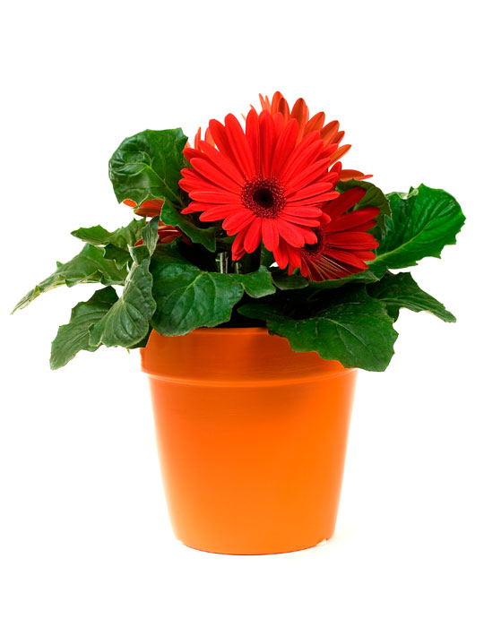 Fiche d'entretien: Gerbera