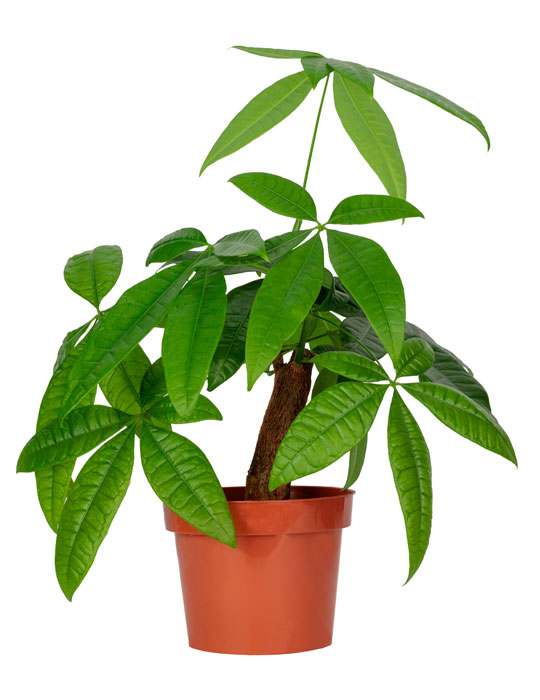 Maintenance tips: Pachira or Money tree plant