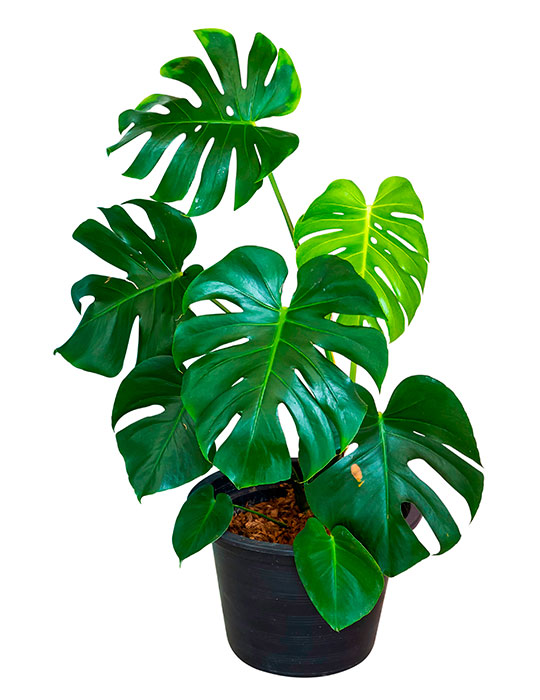 Fiche d'entretien: Philodendron Monstera