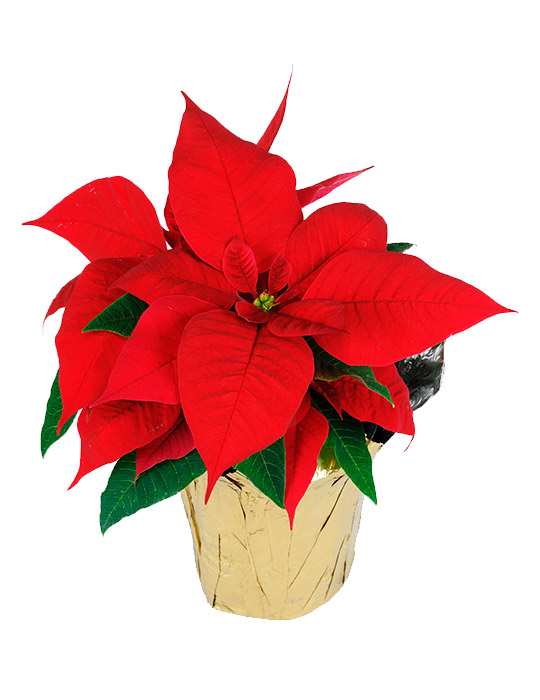 Fiche d'entretien: Poinsettia