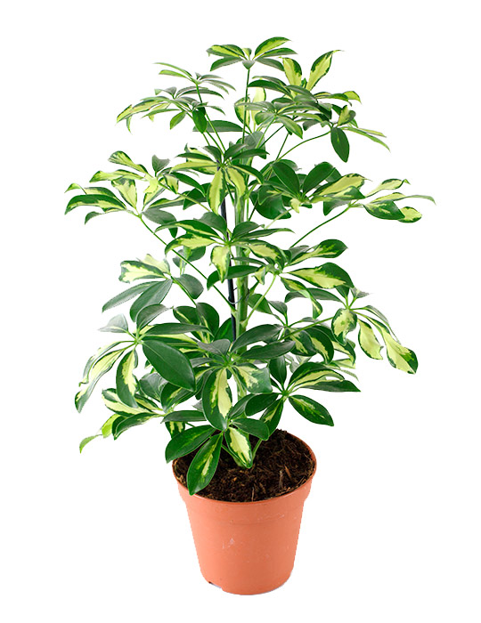 Maintenance tips: Schefflera or umbrella tree