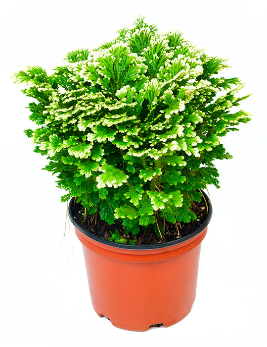 Maintenance tips: Selaginella or Frosty fern