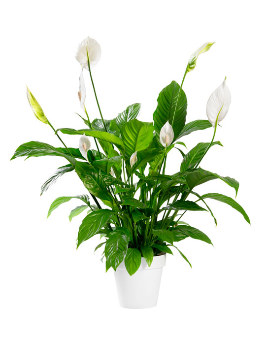 Fiche d'entretien: Spathiphyllum ou lis de la paix