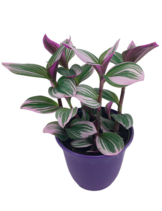 Maintenance tips: Tradescantia Bubble Gum