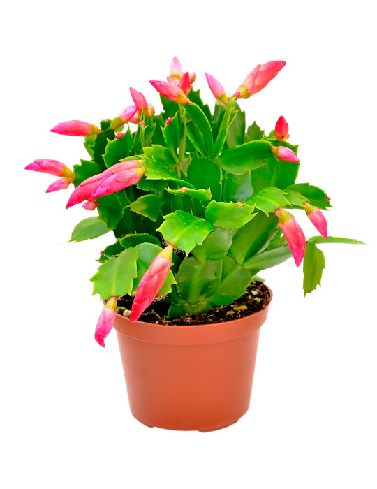 Maintenance tips: Christmas Cactus