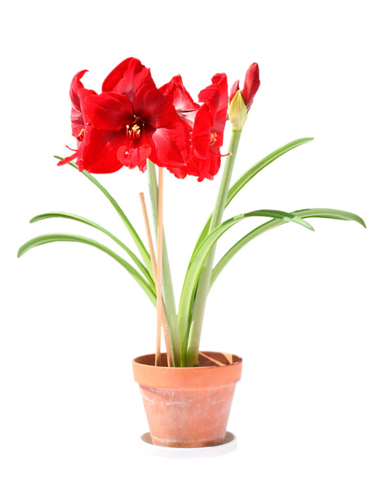 Fiche d'entretien: Amaryllis