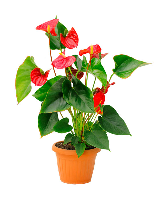 Maintenance tips: Anthurium or tailflower