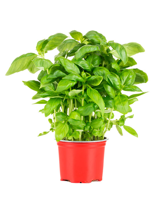 Maintenance tips: Basil