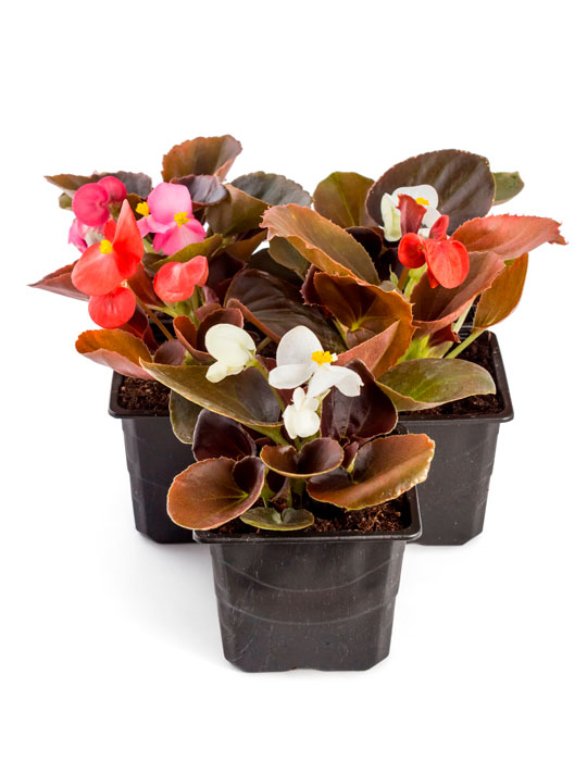 Maintenance tips: Begonia