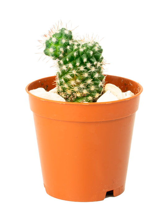 Maintenance tips: Cactus