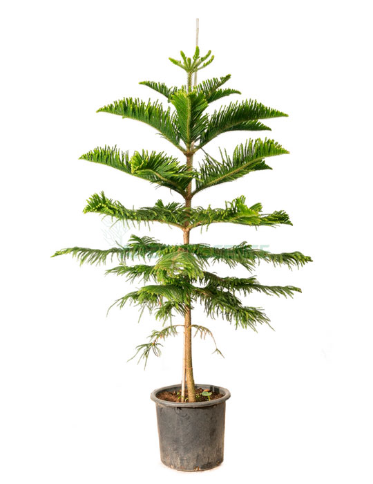 Maintenance tips: Norfolk island pine