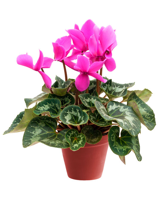 Fiche d'entretien: Cyclamen