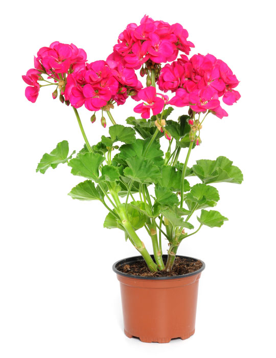 Maintenance tips: Geranium