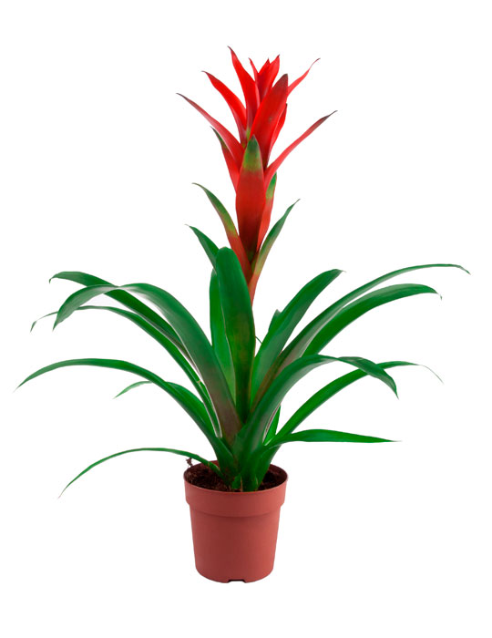 Fiche d'entretien: Guzmania