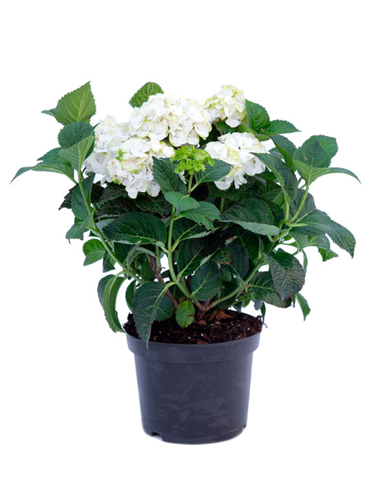 Maintenance tips: Hydrangea