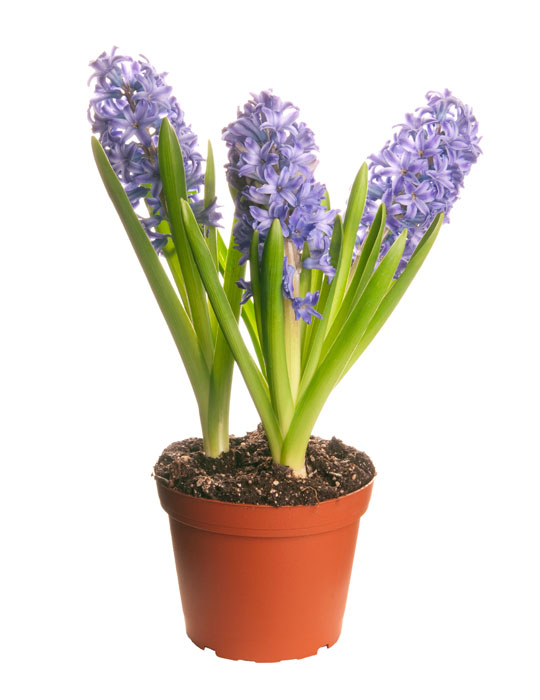 Maintenance tips: Hyacinth