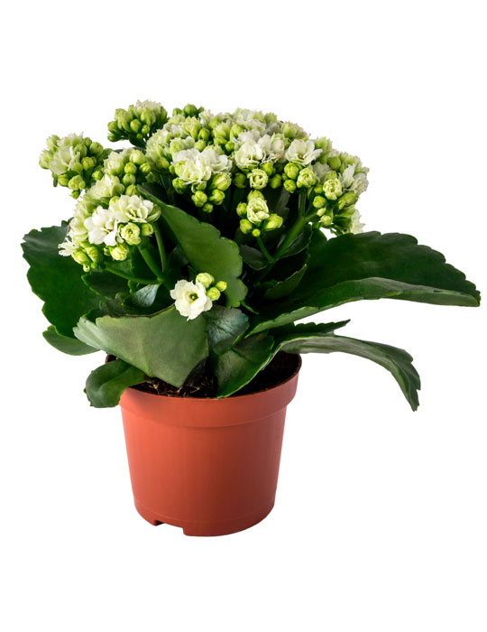 Fiche d'entretien: Kalanchoe ou plante panda