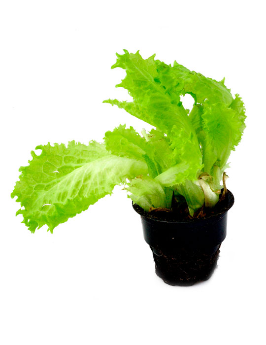 Maintenance tips: Lettuce