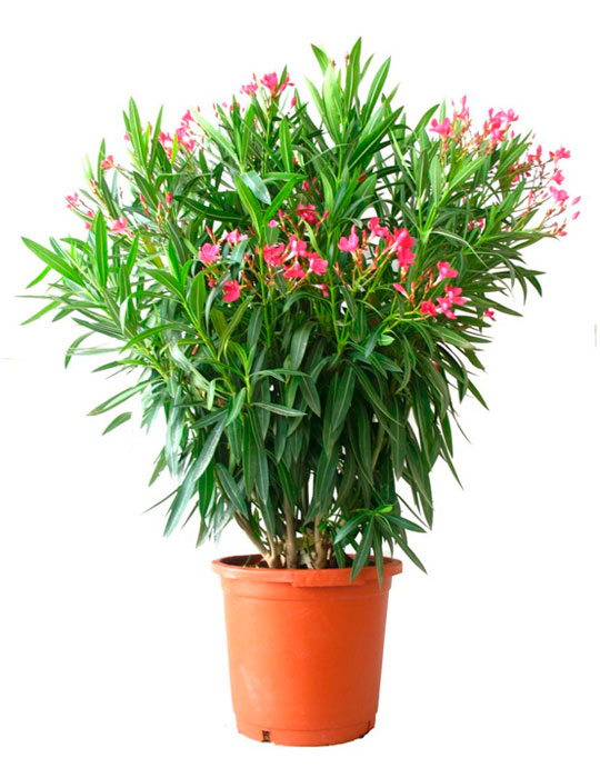 Maintenance tips: Oleander or Rose Laurel