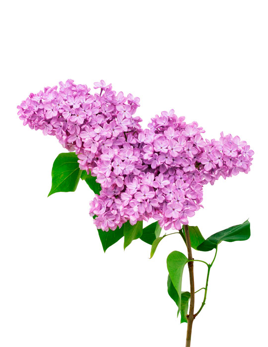 Fiche d'entretien: Lilas