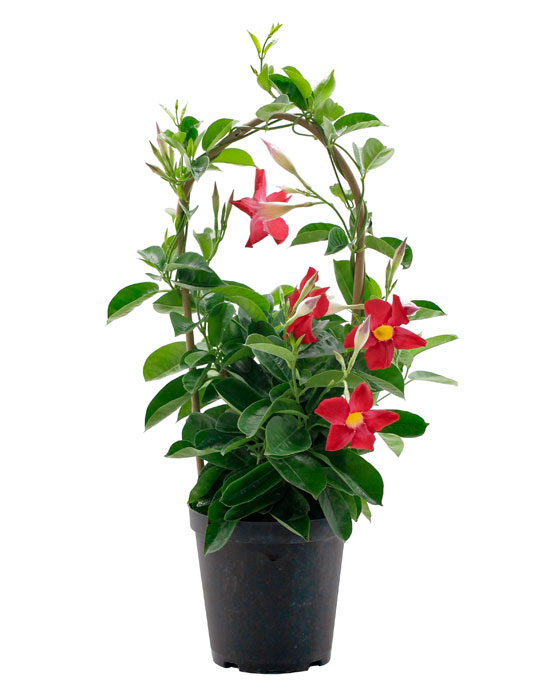 Maintenance tips: Mandevilla or Rocktrumpet