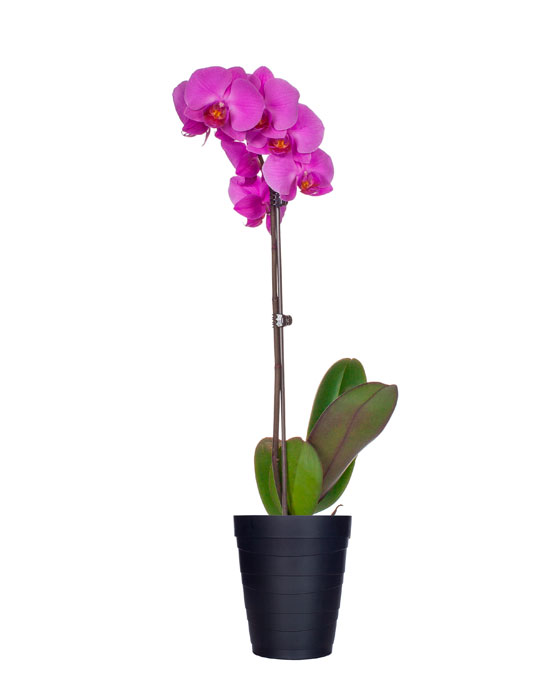 Fiche d'entretien: Phalaenopsis ou orchidée papillon