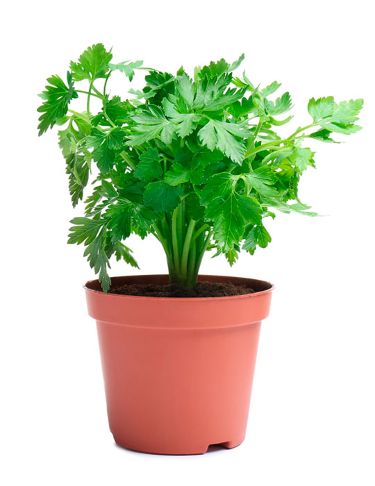 Maintenance tips: Parsley