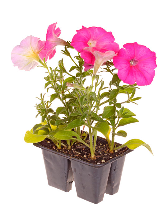 Maintenance tips: Petunia