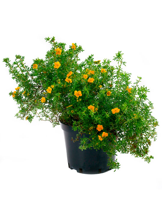 Maintenance tips: Potentilla