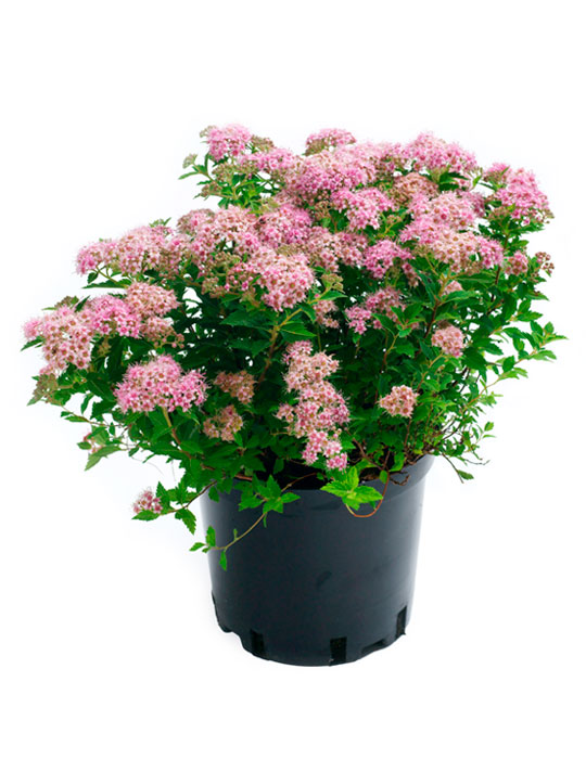 Maintenance tips: Spirea