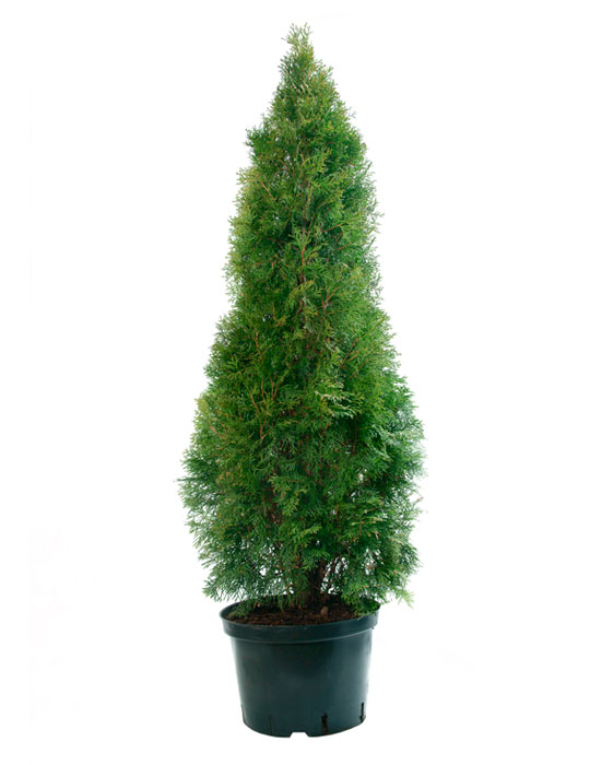 Maintenance tips: Thuya Cedar